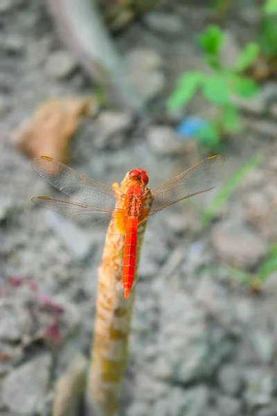 Libélula Roja Imágenes Hermosas Cerca Hoja Planta Animal Insecto Macro —  Fotos de Stock