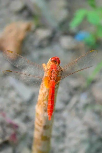 Rote Libelle Bild Schöne Bilder Nahaufnahme Auf Pflanzenblatt Tierisches Insekt — Stockfoto