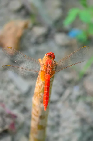 Libélula Roja Imágenes Hermosas Cerca Hoja Planta Animal Insecto Macro — Foto de Stock