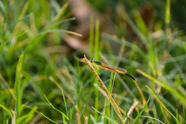 Libélula Roja Imágenes Hermosas Cerca Hoja Planta Animal Insecto Macro —  Fotos de Stock