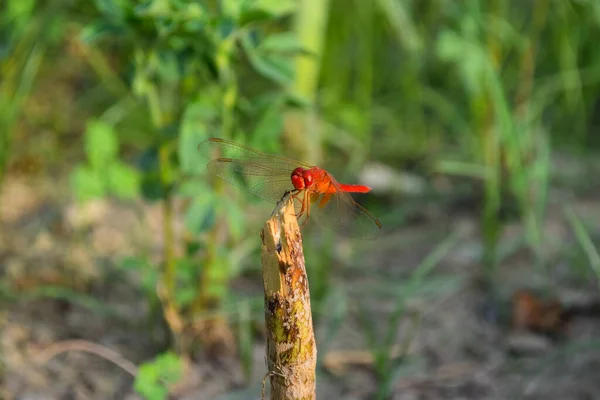 赤いトンボの写真植物の葉 動物の昆虫マクロ 自然庭園公園に近い美しい写真 — ストック写真