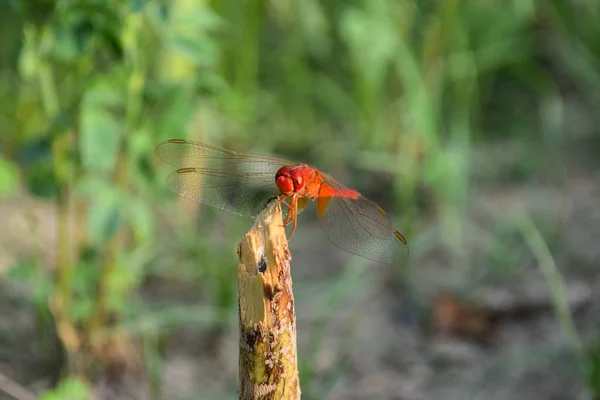 Libélula Roja Imágenes Hermosas Cerca Hoja Planta Animal Insecto Macro — Foto de Stock