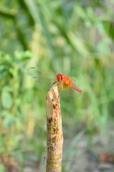 Libélula Roja Imágenes Hermosas Cerca Hoja Planta Animal Insecto Macro — Foto de Stock