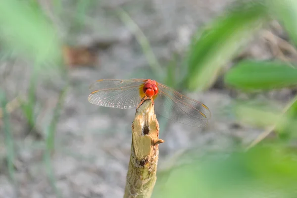 Red Dragonfly Picture Beautiful Pictures Close Plant Leaf Animal Insect — Stock Photo, Image