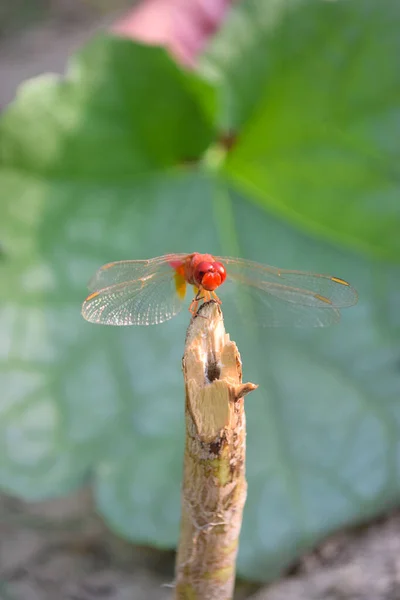 Kızıl Yusufçuk Resmi Güzel Resimler Bitki Yaprağına Hayvan Böcek Makrosuna — Stok fotoğraf