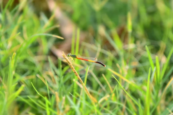 Vermelho Libélula Imagem Belas Fotos Perto Folha Planta Inseto Animal — Fotografia de Stock