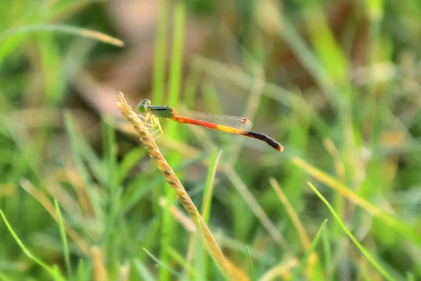Červená Vážky Obrázek Krásné Obrázky Zblízka Rostlinné Listy Zvířecí Hmyz — Stock fotografie
