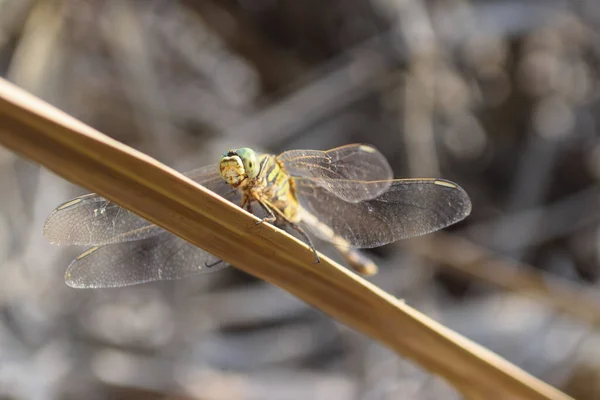 Libélula Negra Foto Hermosas Imágenes Cerca Hoja Planta Animal Insecto — Foto de Stock