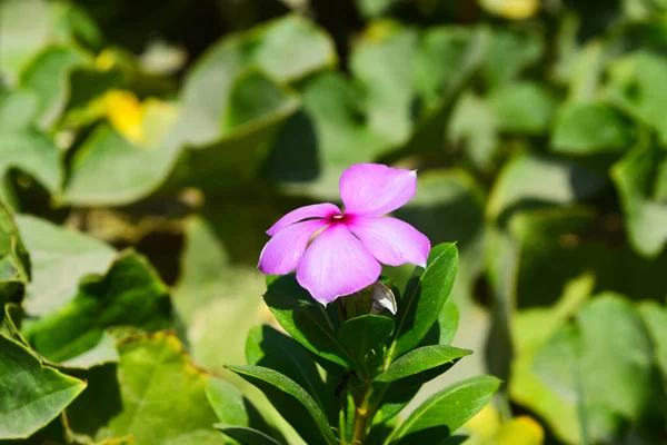 Bahçede güzel pembe çiçekler, çiçekler güzel çiçek tarlaları, bahar mor çiçekleri yeşil yaprak arka planı