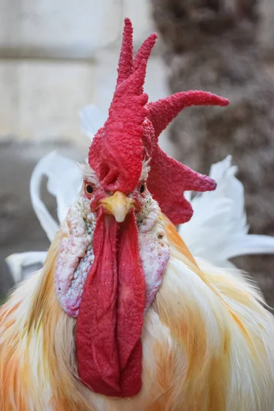 big adult red head white rooster Cockerel is isolated, portrait of domestic animal, pet close up live stock
