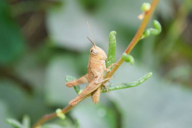 Bitki yaprağı üzerinde yaygın yeşil çekirge, böcek bahçesi ekolojisi, çevre otları eklembacaklıları kapatır.