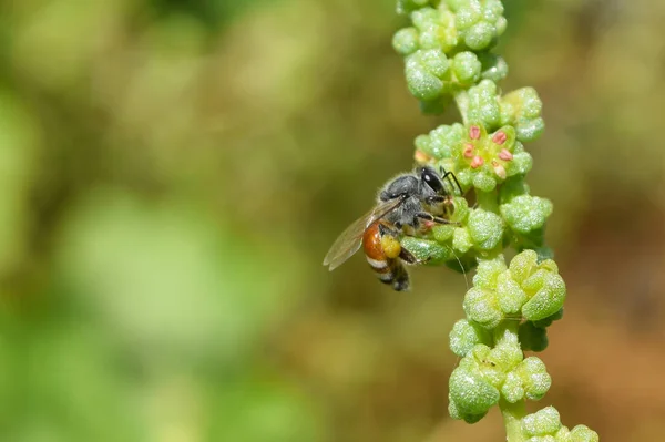 Honeybee Green Plant Leaf Animal Insect Close Beautiful Macro Wildlife — Stock Photo, Image