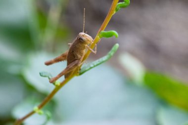 Bitki yaprağı üzerinde genel kahverengi çekirge, böcek bahçesi ekolojisi, çevre otları eklembacaklıları kapatır.