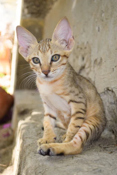 Brown Cute Kitten Portrait Close Pet Domestic Animal Asian Cat — стоковое фото