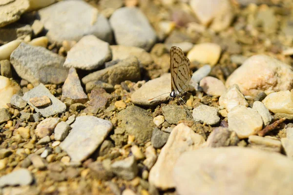 Kahverengi Küçük Asya Kelebeği Kayalarda Hayvan Böceği Yakından Güzel Makro — Stok fotoğraf