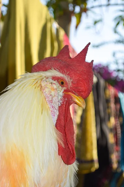 Yetişkin kızıl başlı beyaz horoz horoz yeşil bir arka planda izole edilir. Evcil hayvan portresi.