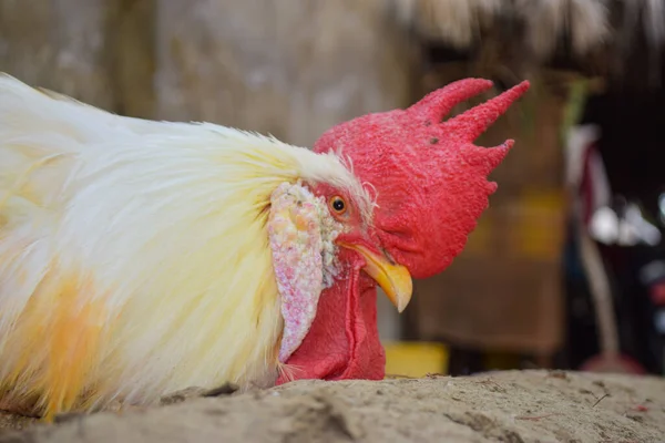 Yetişkin kızıl başlı beyaz horoz horoz yeşil bir arka planda izole edilir. Evcil hayvan portresi.