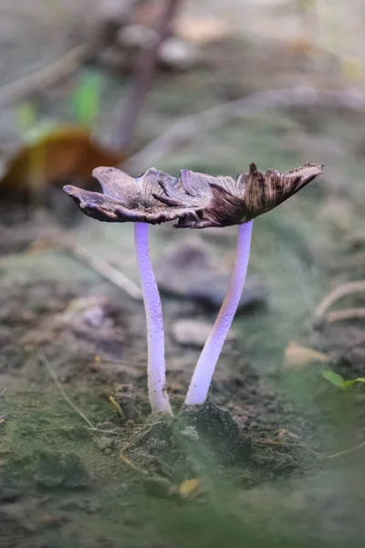 버섯의 아름다운 작용이죠 버섯모으기 머쉬룸 — 스톡 사진