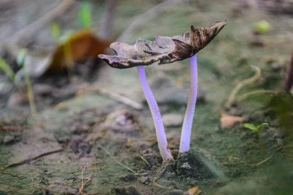 버섯의 아름다운 작용이죠 버섯모으기 머쉬룸 — 스톡 사진