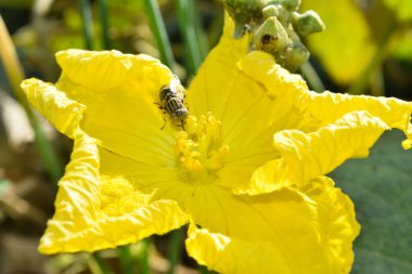 Bahçedeki sarı sebze çiçeğinin, bitki yaprağının çimlerini kapatın.