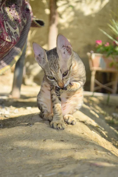 かわいい子猫クローズアップ猫ペット動物のポートレート国内 — ストック写真