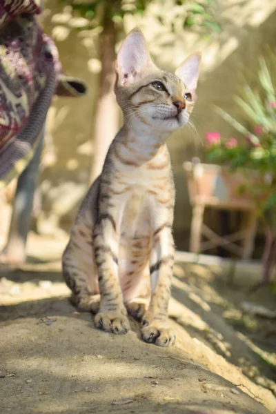 Bonito Gatinho Perto Gato Animal Estimação Retrato Doméstico — Fotografia de Stock