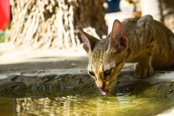 Yavru kedi içme suyu Şirin kedi portresi Hayvan görünümlü kahverengi ev hayvanı