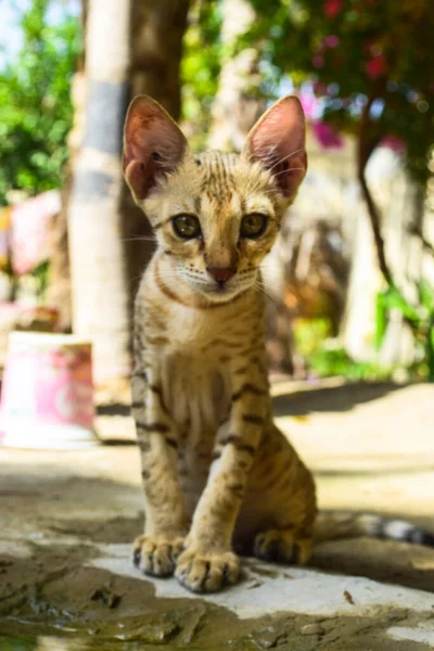 Yavru kedi içme suyu Şirin kedi portresi Hayvan görünümlü kahverengi ev hayvanı