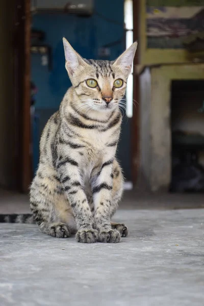 Preto Grande Jovem Gato Olhando Gatinho Animal Estimação Close Doméstico — Fotografia de Stock