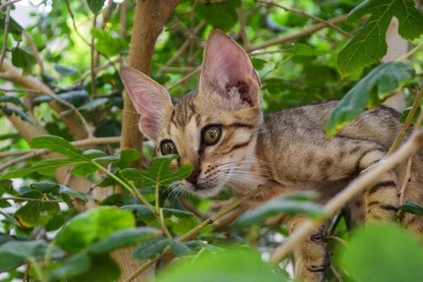 사이에 고양이 나뭇잎 초상화보고 고양이 — 스톡 사진