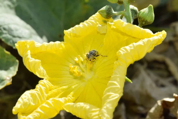 Close Yellow Vegetable Flower Garden Nature Flora Plant Leaf Grass — Stock Photo, Image