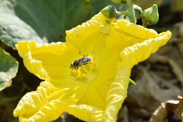 Close Yellow Vegetable Flower Garden Nature Flora Plant Leaf Grass — Stock Photo, Image