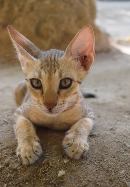 Şirin kedi portresi. Yakından, kahverengi kedi evcil hayvan.,