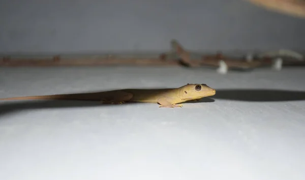 Gemeine Hauseidechse Der Wand Tierreptiliendrache Aus Nächster Nähe — Stockfoto