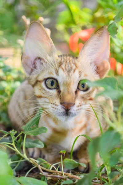 Retrato Lindo Gatito Cerca Gato Marrón Animal Doméstico — Foto de Stock