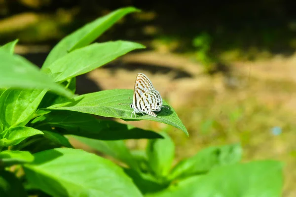 Yumuşak odaklanma. Çiçeklerdeki kelebek, bahçedeki güzel kelebek ve çiçek küçük karışım renk