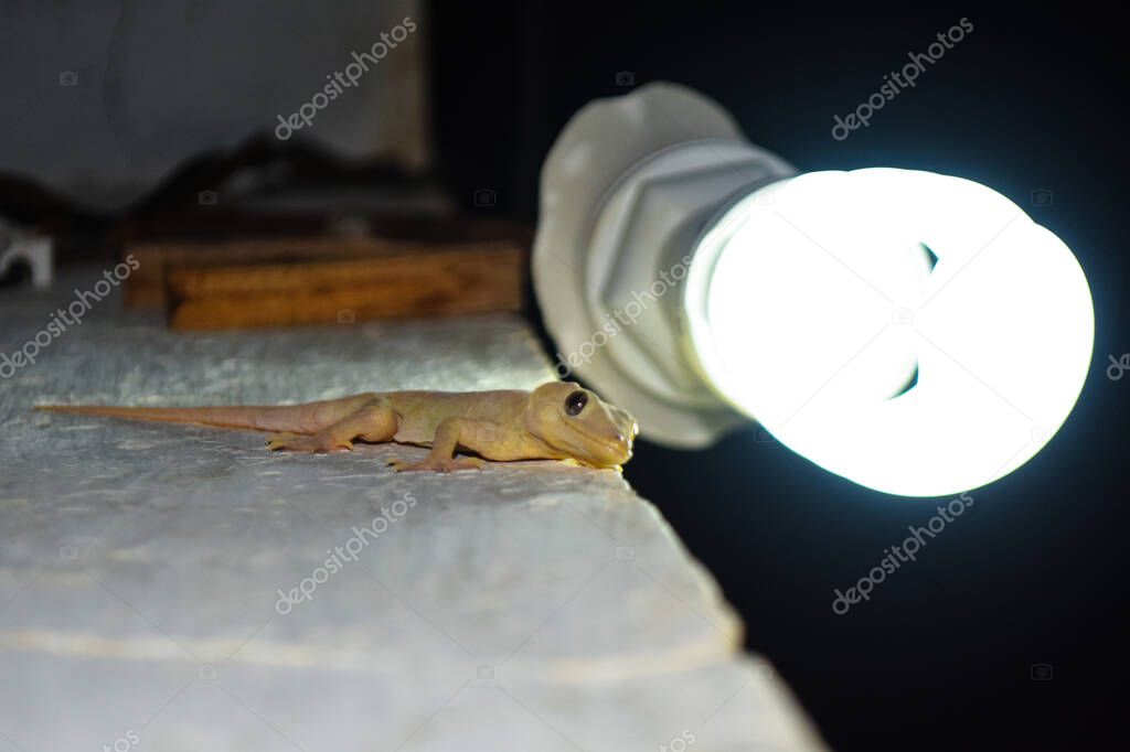 Common House Lizard On Wall Near Light, Close Up Animal Reptile Dragon