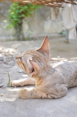 Şirin kedi portresi. Yakından, kahverengi kedi evcil hayvan.,