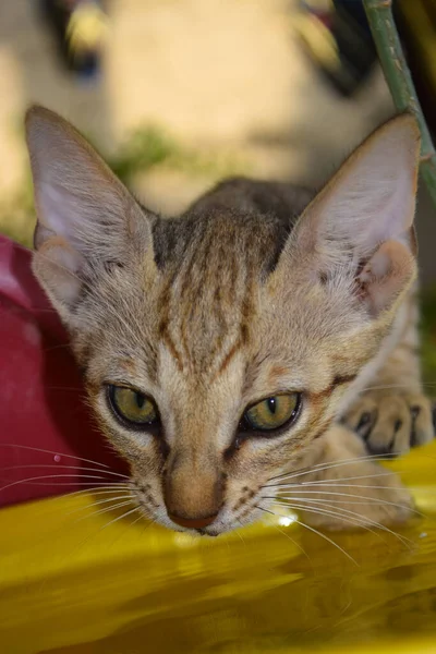 Şirin kedi portresi. Yakından, kahverengi kedi evcil hayvan.,