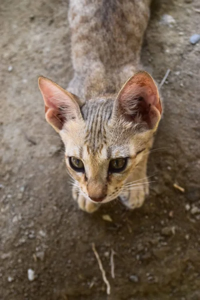 Şirin Kedi Portresi Yakından Kahverengi Kedi Evcil Hayvan — Stok fotoğraf