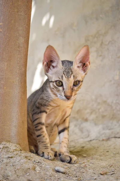 Котенок Спящий Кот Животное Коричневое Домашнее Животное Дом Милый Котята — стоковое фото