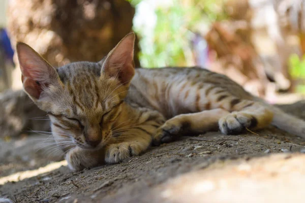 Котёнок Спящий Кот Портрет Животное Коричневый Домести — стоковое фото
