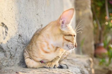 Kedicik Uyuyan Kedi Portresi, Hayvan Bakışlı Evcil Hayvan Kahverengi Domesti