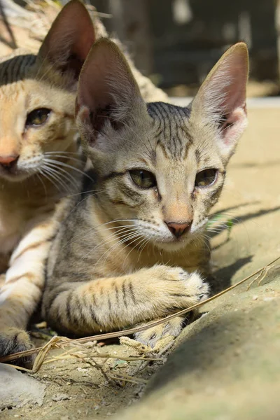 Yavru kedi Uyuyan Kedi Portresi, Hayvan Bakışlı Evcil Hayvan Kahverengisi