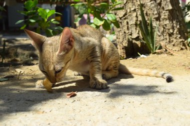 Yavru kedi Uyuyan Kedi Portresi, Hayvan Bakışlı Evcil Hayvan Kahverengisi