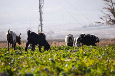 Evcil hayvan çiftliği keçileri otlakta sebze ve çimen yiyorlar Ketta Baluchistan Pakistan 'da geziyorlar.