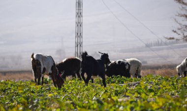 Evcil hayvan çiftliği keçileri otlakta sebze ve çimen yiyorlar Ketta Baluchistan Pakistan 'da geziyorlar.