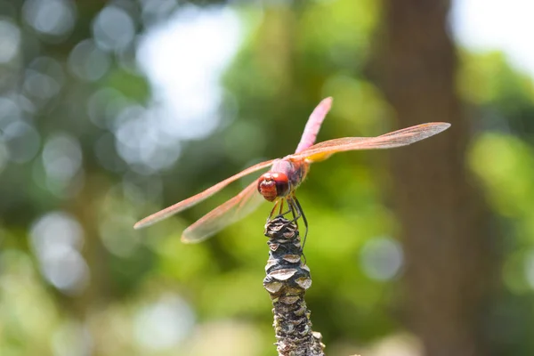 Libellule Rouge Jardin Macro Gros Plan Insecte Faune Animal — Photo