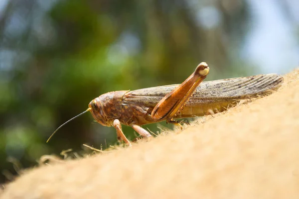 Brown Dead Locusts Broken Legs Grasshopper Macro Insect Bug Close — Stock Photo, Image