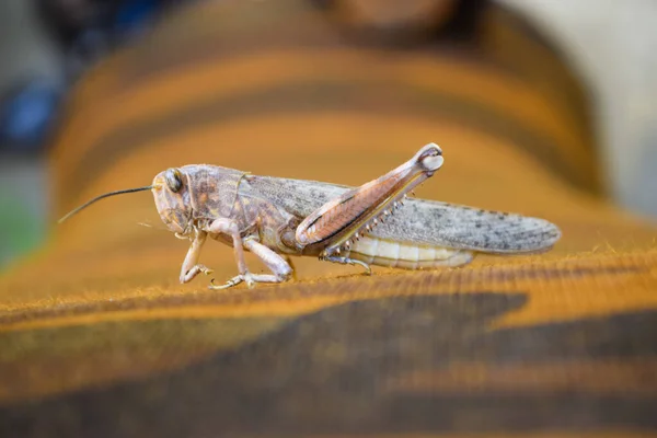 Kahverengi çekirge bacakları kırılmış, çekirge makro böceği kapanmış, yabani hayvan çekirge göç ediyor omurgasız duvar kağıtları arka planda